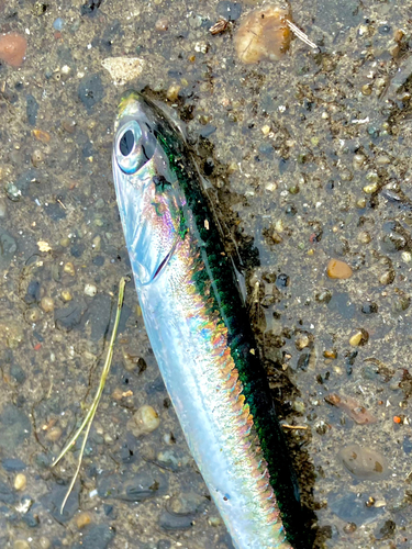 カタクチイワシの釣果