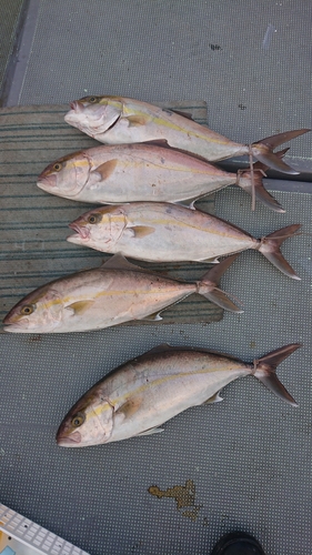 カンパチの釣果