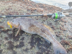 アイナメの釣果