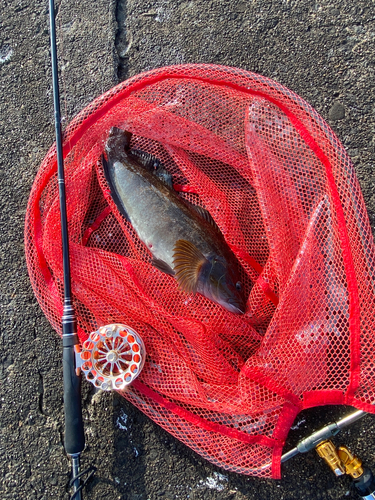 アブラコの釣果