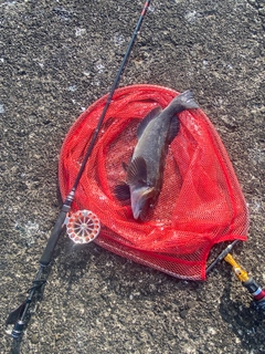 アブラコの釣果