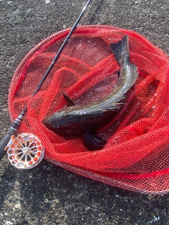 アブラコの釣果