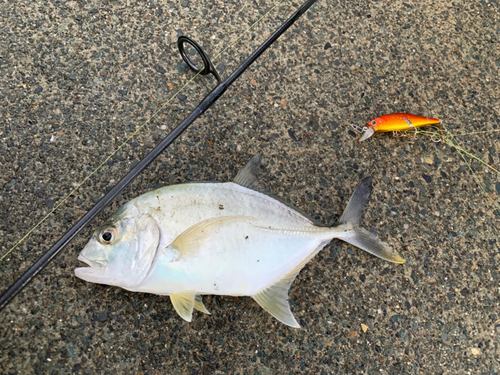 メッキの釣果