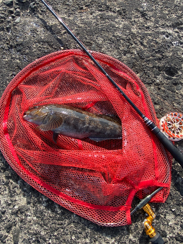 アブラコの釣果