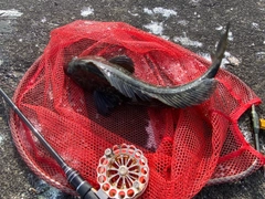 アブラコの釣果
