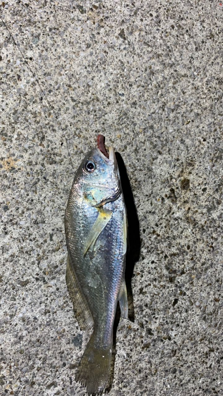 シログチ