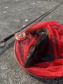 アブラコの釣果