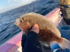 ガンゾウビラメの釣果