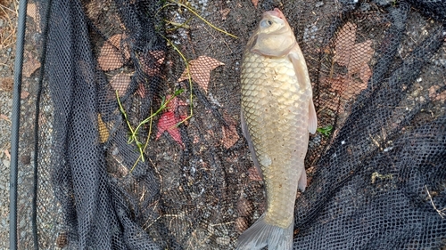 マブナの釣果