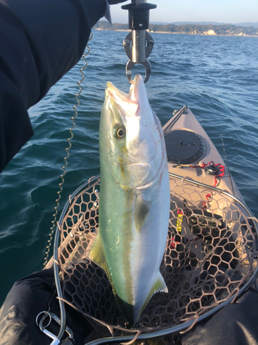 イナダの釣果