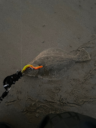 ソゲの釣果