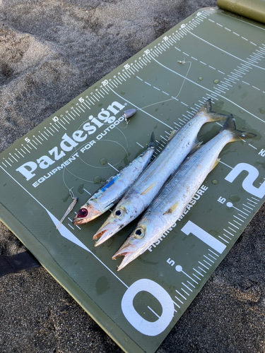 カマスの釣果