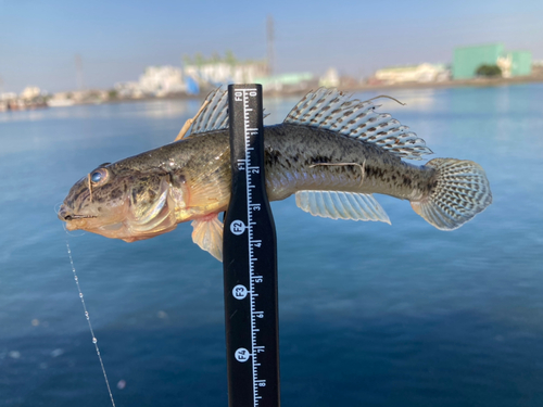 ハゼの釣果