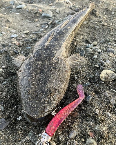 マゴチの釣果