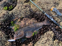 アイナメの釣果