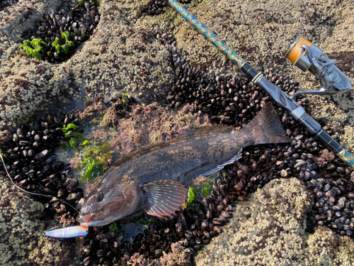 アイナメの釣果