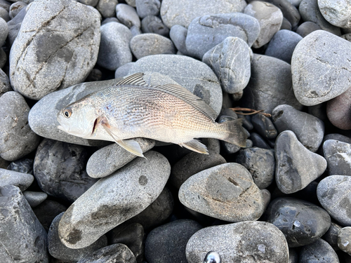 ニベの釣果