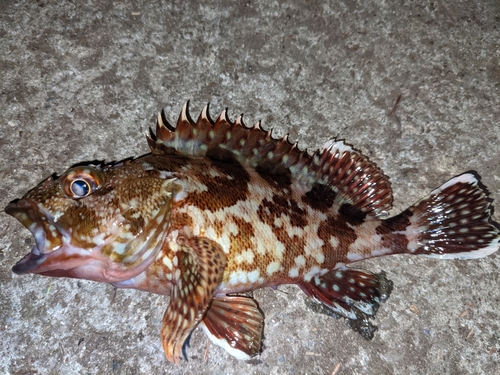 カサゴの釣果