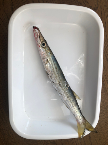 カマスの釣果