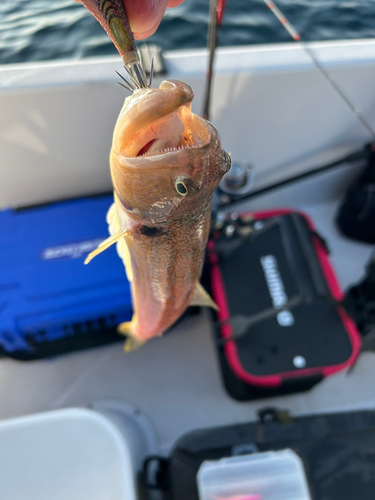 オキエソの釣果