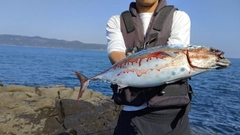 スマガツオの釣果