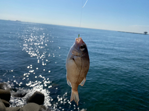 チャリコの釣果