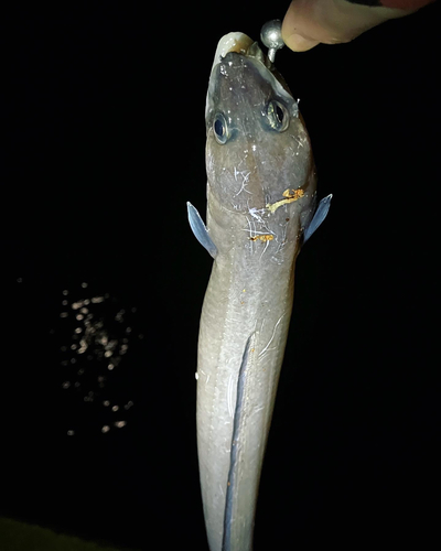 アナゴの釣果