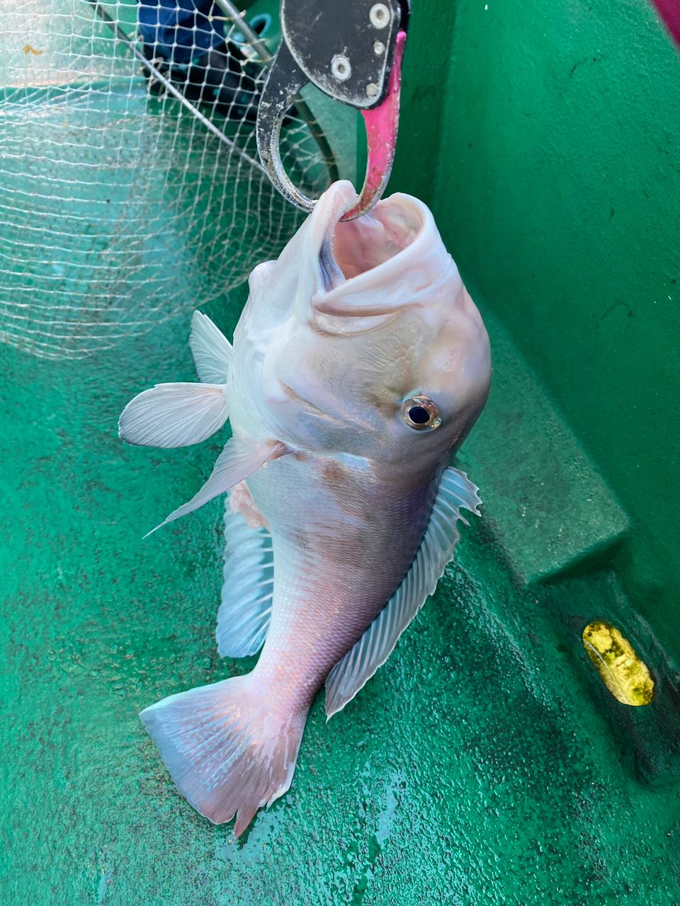 アングラーぬこさんの釣果 1枚目の画像