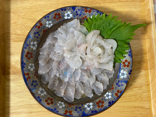 カワハギの釣果