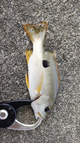 クロホシフエダイの釣果