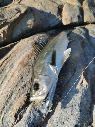 フッコ（マルスズキ）の釣果