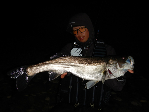 スズキの釣果