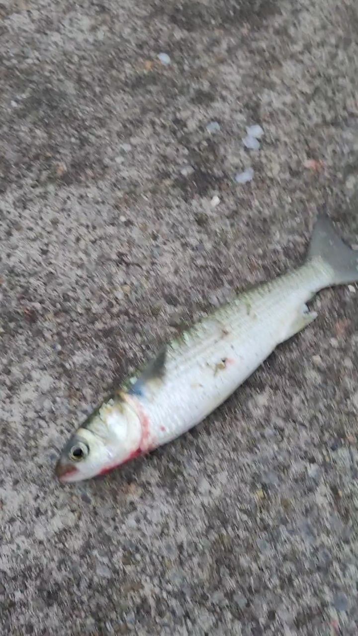 ボラ
