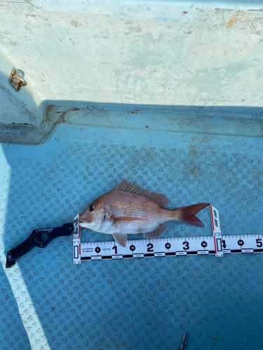 マダイの釣果