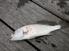 イシモチの釣果