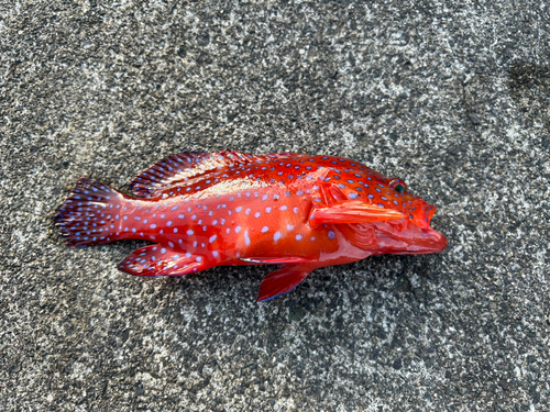 ユカタハタの釣果