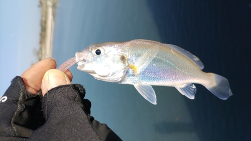 シログチの釣果