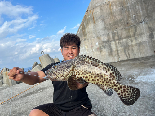 ヒトミハタの釣果