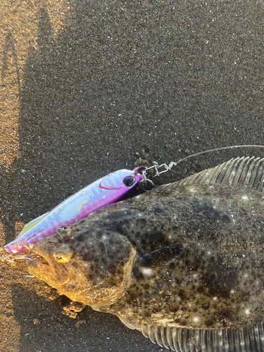 ヒラメの釣果