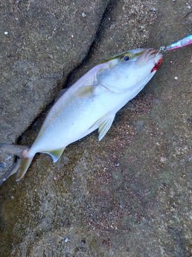 ネリゴの釣果