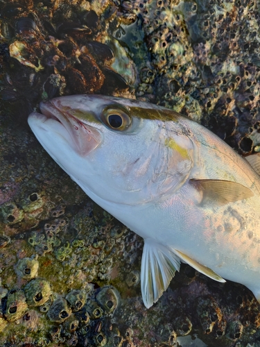 ネリゴの釣果