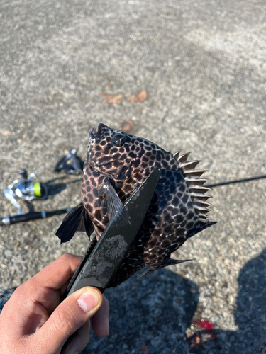 イシガキダイの釣果