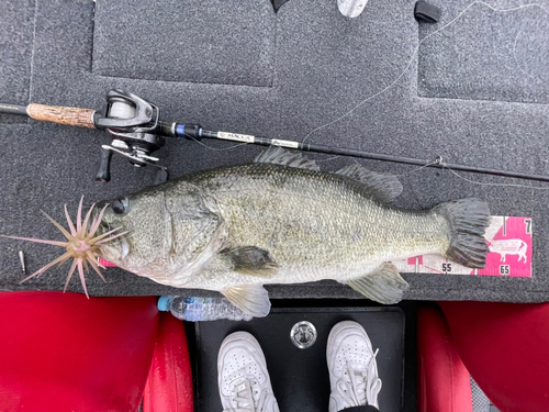 ブラックバスの釣果