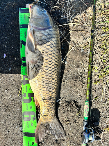 コイの釣果