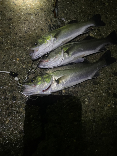 シーバスの釣果