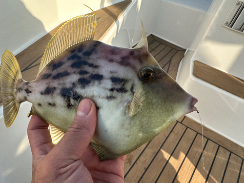 カワハギの釣果