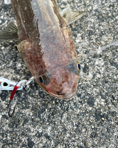 エソの釣果