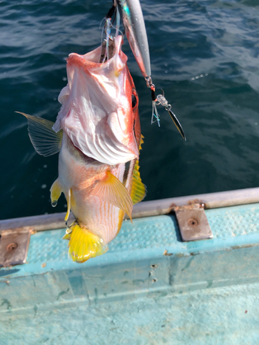 ヨコスジフエダイの釣果