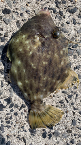 カワハギの釣果