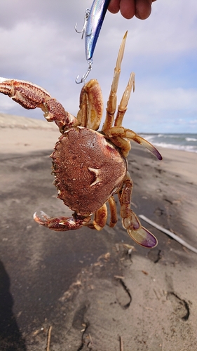 ワタリガニの釣果